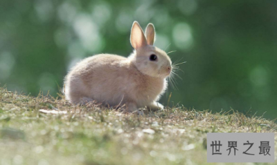 ​荷兰侏儒兔短耳朵的小绒球 蠢萌到哭的小家伙