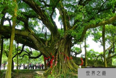 ​世界上最大的树冠 孟加拉榕树(半个足球场大)