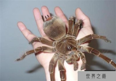 ​世界上最大的蜘蛛 亚马逊巨人食鸟蛛 可以吃掉老鼠