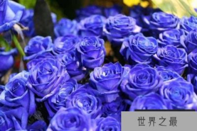 ​世界上最漂亮的三种玫瑰花，蓝色妖姬最受欢迎和追捧！