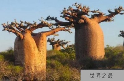 ​世界上最神奇的树 猴面包树浑身上下都是宝(寿命超长)