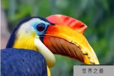 ​世界上最大的犀鸟 盔犀鸟体长120厘米(体型较大)