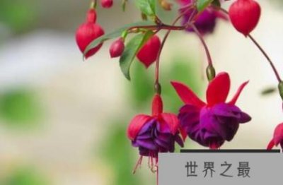 ​像灯笼一样的花叫什么？开的花和灯笼一样