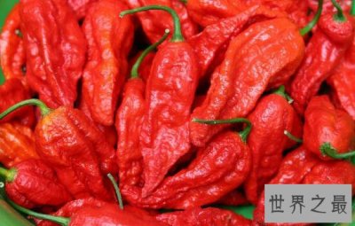 ​世界上最辣的辣椒，魔鬼辣椒又称断魂椒(作死节奏)