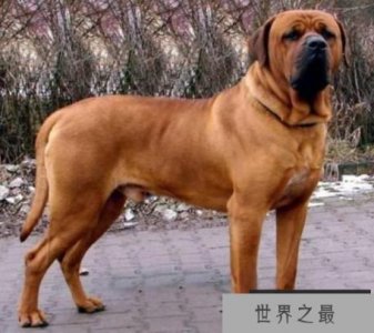 ​世界上最凶猛的五只狗