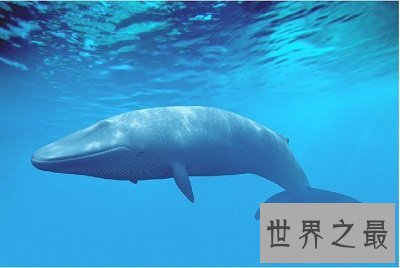 谁是世界上寿命最长的动物？返老还童的动物真的存在吗？