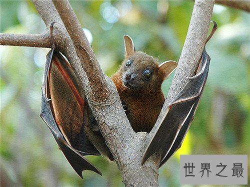 果蝠成为蝙蝠中最大的种类 具有携带多种病毒以及SARS病毒