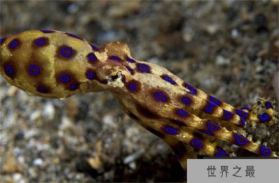 ​海底最毒章鱼 可杀死26名成年人(澳洲蓝环章鱼)