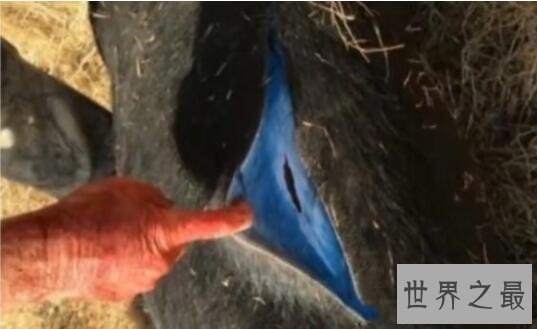 世界上最奇特的野猪，蓝血野猪的脂肪全都是蓝色的