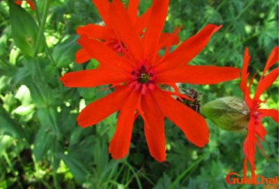 剪秋罗花图片怎么画好看?剪秋罗花图片形状