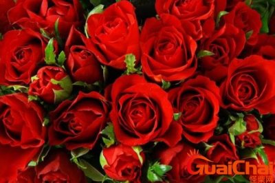 玫瑰的花语是什么?玫瑰的花语文案