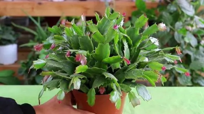 蟹爪兰的养殖方法和注意事项是什么?蟹爪兰的养殖方法和注意事项有哪些?