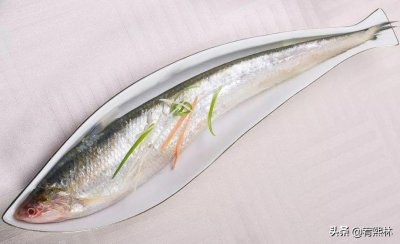 细说刀鱼!刀鱼为啥这么贵