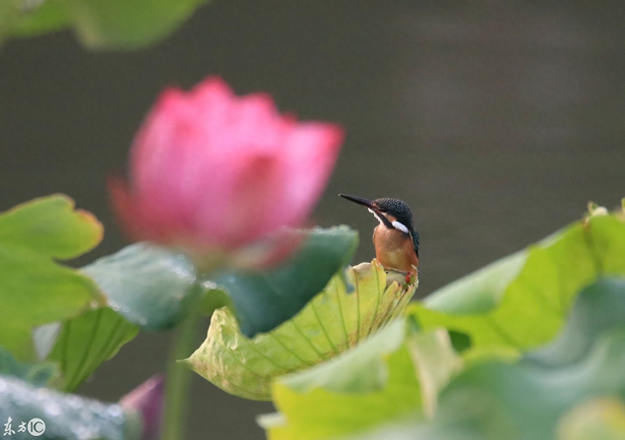 国家二级保护动物翠鸟