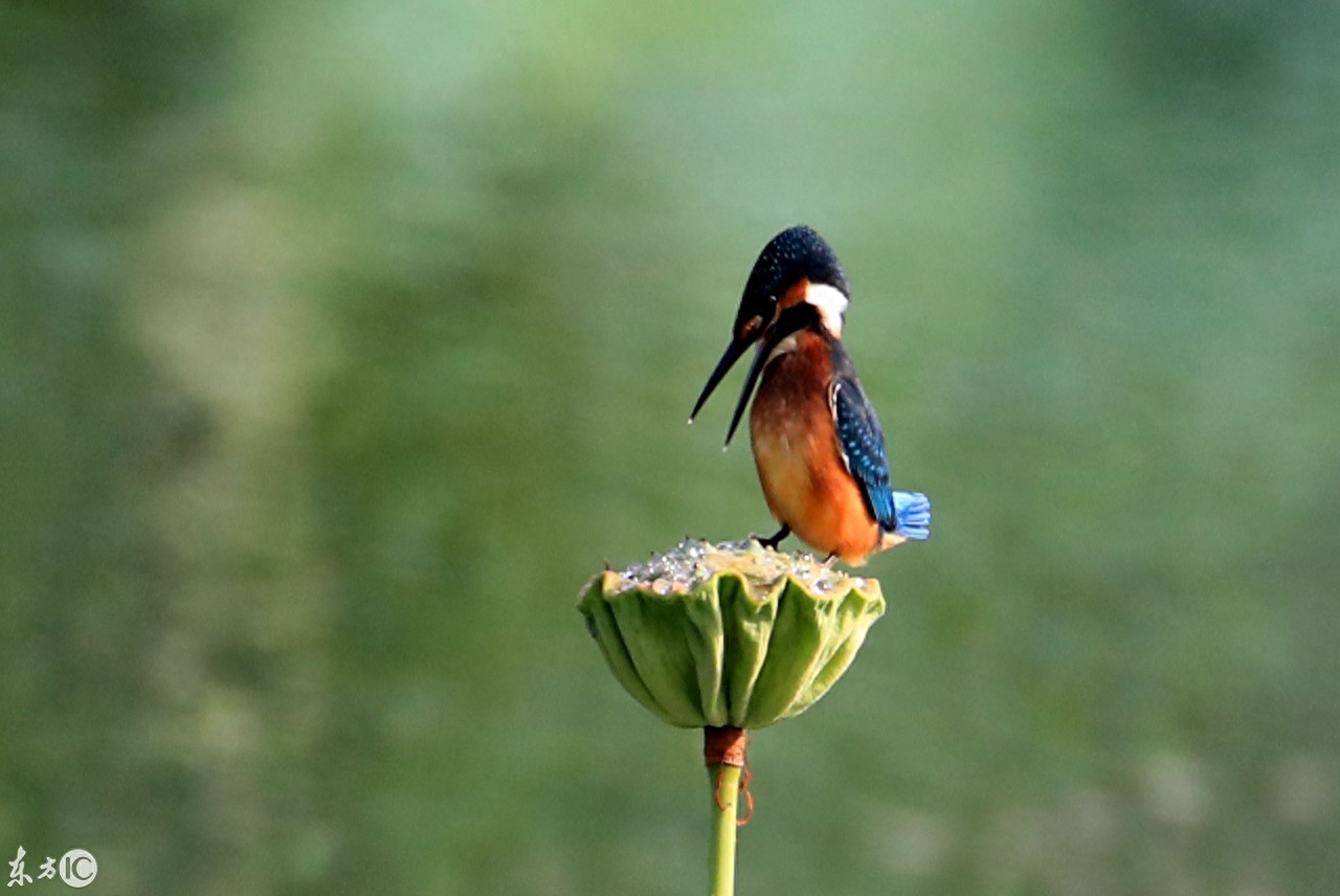 国家二级保护动物翠鸟