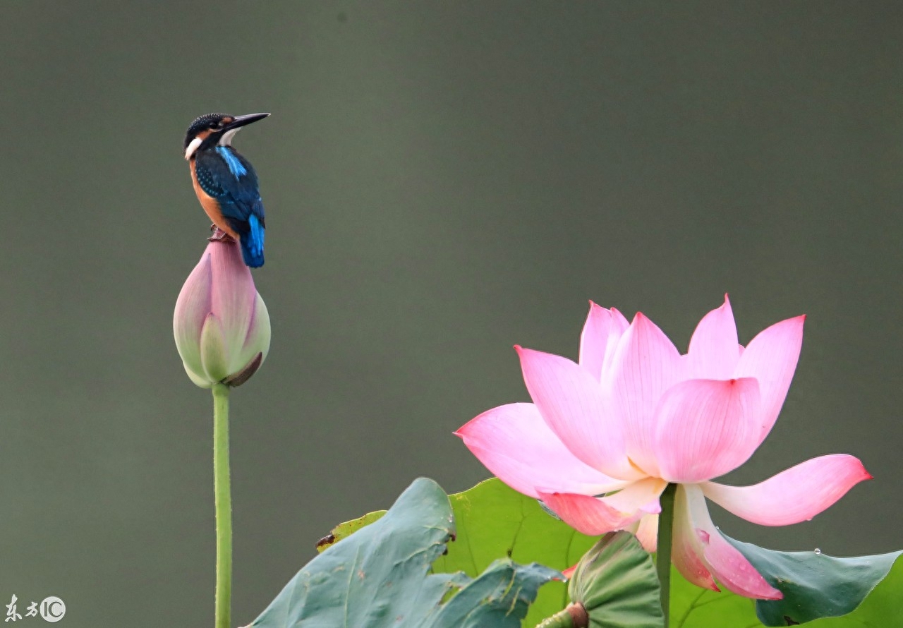 国家二级保护动物翠鸟