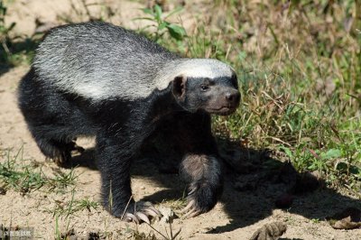 动物界网红平头哥人生10大铁律你是否认可?:生死看淡 不服就干