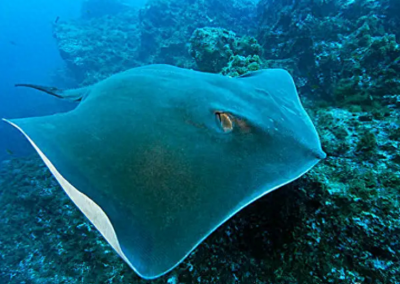 ​海洋幽灵魔鬼鱼：每年“屠戮”数十万皇帝蟹，所过海域成“蟹冢”