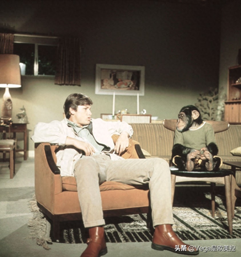 盘点:和大猩猩有关的15部电影,你看过几部?