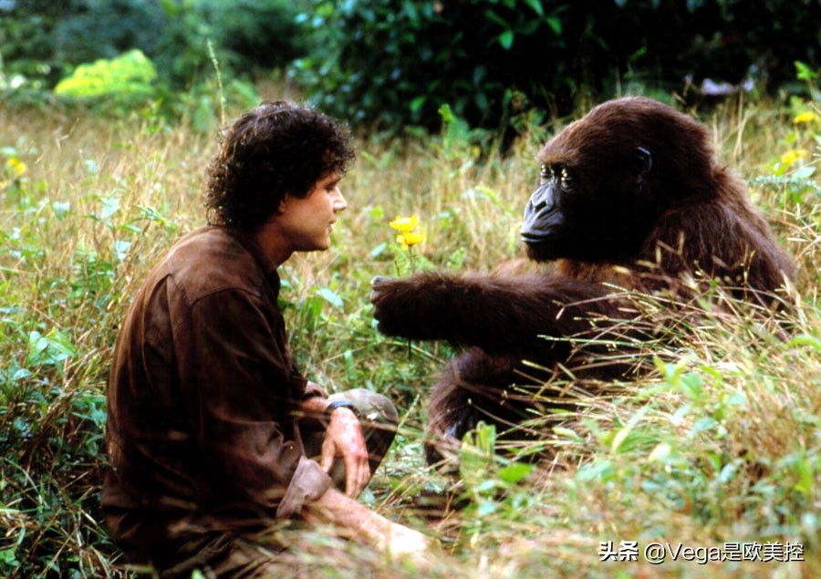 盘点:和大猩猩有关的15部电影,你看过几部?
