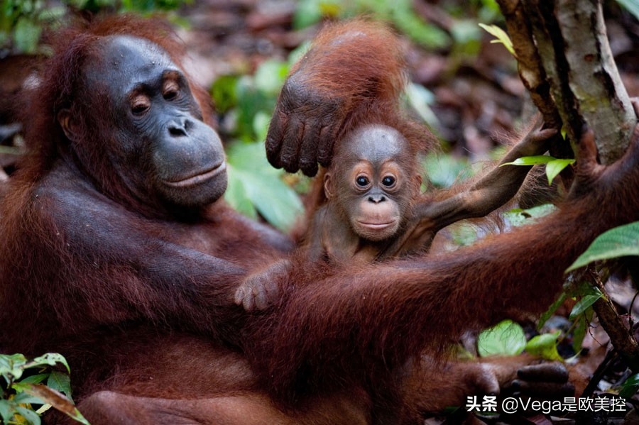 盘点:和大猩猩有关的15部电影,你看过几部?