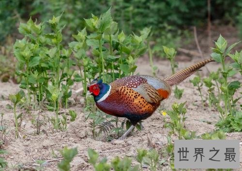 世界十大最佳鸡品种排行榜，肉质鲜美品种优良。