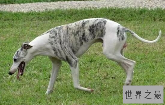 跑得最快的狗狗前十名，哪种狗狗跑得最快呢。