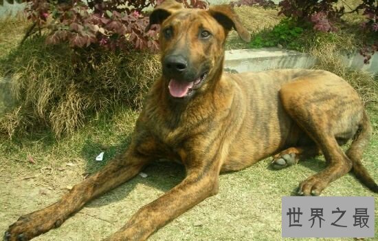 跑得最快的狗狗前十名，哪种狗狗跑得最快呢。