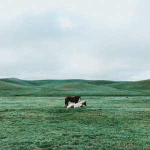 《林白-过程》广西北流现代诗人