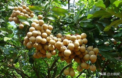 ​龙眼怎么种植？关键掌握六大种植技术要点就可以！