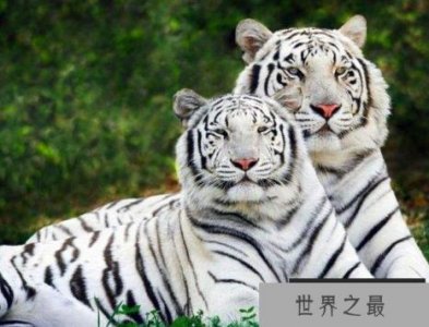 ​世界上最美的动物排名 世界最漂亮的十大动物