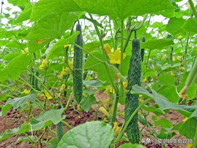 好看的农家菜菜谱大全(分享6道美味农家菜)(9)