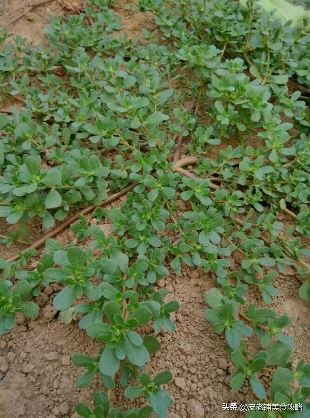 好看的农家菜菜谱大全(分享6道美味农家菜)(11)