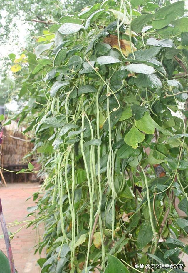 好看的农家菜菜谱大全(分享6道美味农家菜)(5)