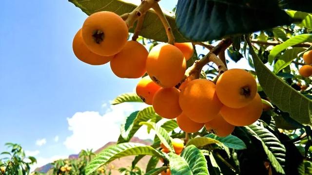 入伏第一天吃什么菜好(这3种食物建议大家多吃点)(2)