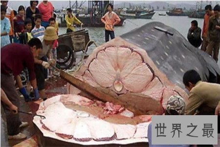 世界上最大的蚊子 除了外形特征不同竟还有如此特性