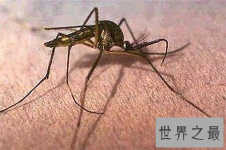 世界上最大的蚊子 除了外形特征不同竟还有如此特性