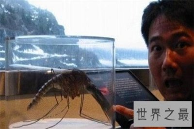 ​世界上最大的蚊子 除了外形特征不同竟还有如此特性