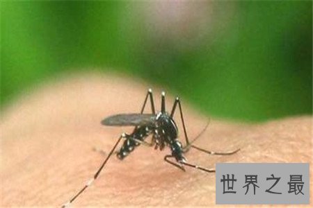 世界上最大的蚊子 除了外形特征不同竟还有如此特性