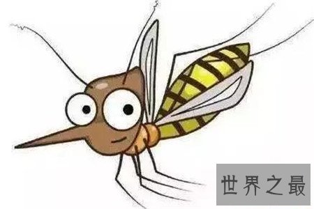 世界上最大的蚊子 除了外形特征不同竟还有如此特性