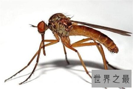 世界上最大的蚊子 除了外形特征不同竟还有如此特性