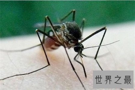 世界上最大的蚊子 除了外形特征不同竟还有如此特性