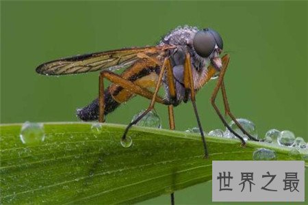 世界上最大的蚊子 除了外形特征不同竟还有如此特性