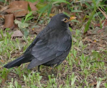 新疆乌鲁木齐常见的黄嘴黑鸟叫乌鸫,居然是瑞典的国鸟