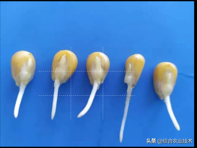 ​种子萌发的过程简写（朋友们，你知道玉米种子发芽生长过程吗？）