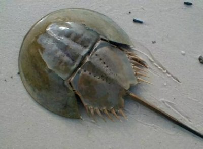 生存了4亿多年、拥有蓝色血液……鲎这个物种怎么这么神奇?