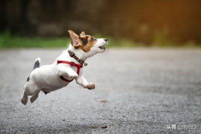 狗有多少个品种?分别有什么样的性格和用途?