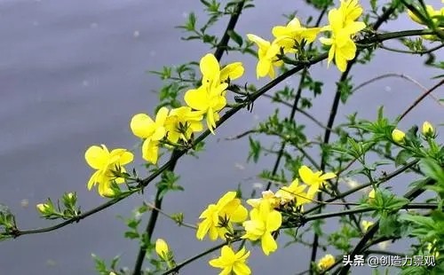 0种代表冬天的花,让你的院子在寂寥的冬天也能满园春色"