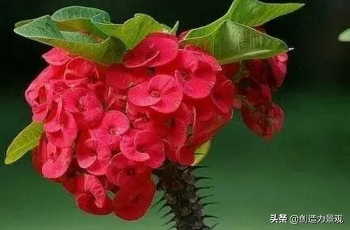 0种代表冬天的花,让你的院子在寂寥的冬天也能满园春色"