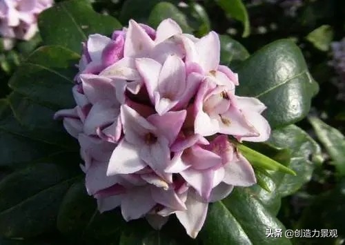 0种代表冬天的花,让你的院子在寂寥的冬天也能满园春色"